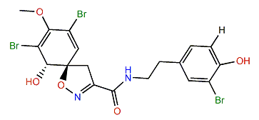 Pseudoceratinamide B